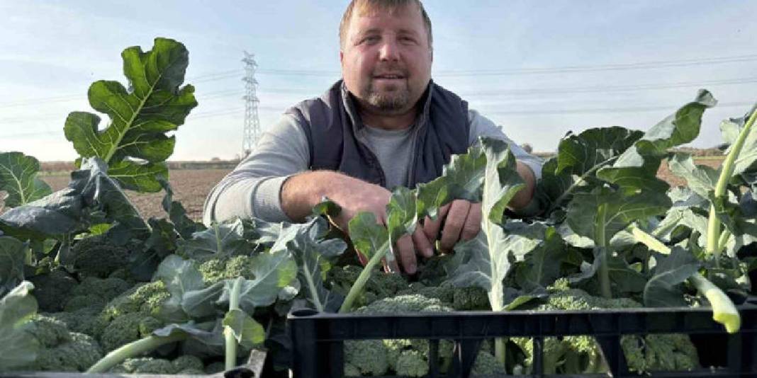 Kış ayının ‘Yeşil Altını’! Türkiye’nin ihtiyacının %50’si buradan sağlanıyor: Çiftçi fiyatlar karşısında eziliyor 8